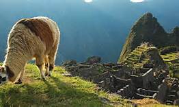 Peru Inca Lost City Llama